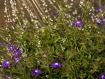 pexels-torsten-dettlaff-347729_1711862179821