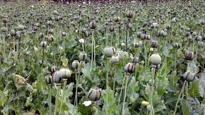 A police team conducted a raid and seized the plants. The accused had no license to grow these plants used for extracting opium and poppy husk, police said. (Stock photo)