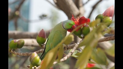 Palash trees are among those that will benefit from the new lab. (HT Archive) Palash trees are among those that will benefit from the new lab. (HT Archive)