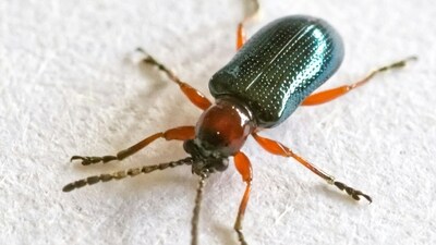 Fake Bug Invasion: Scatter fake bugs or insects in unexpected places to startle your targets.&nbsp; (Unsplash)