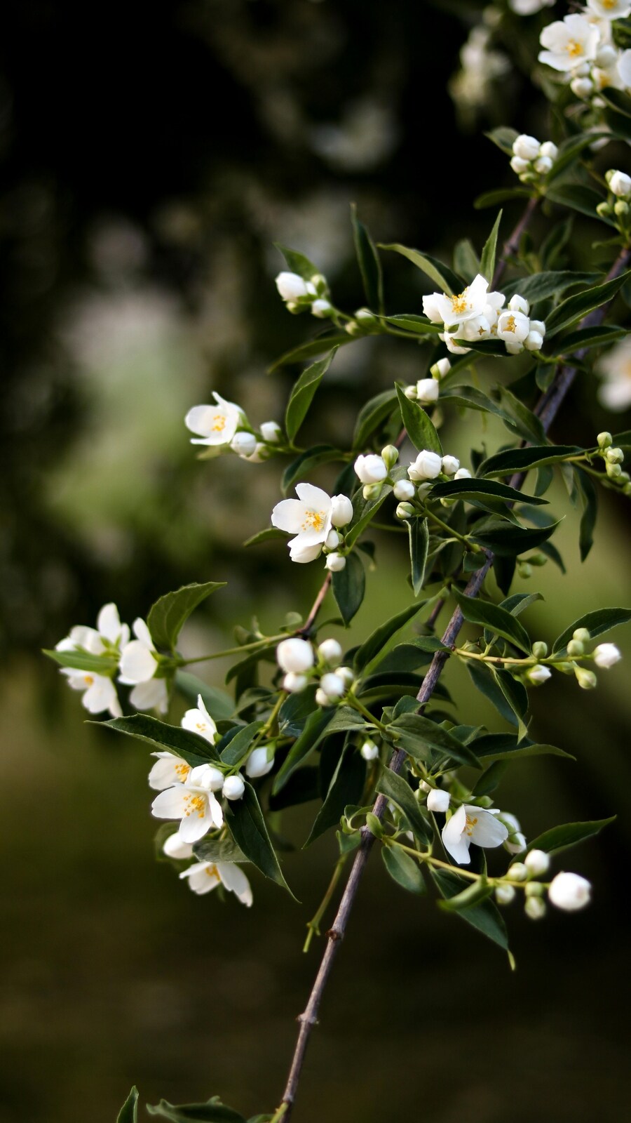 jasmine