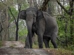 The animal was seen trying to uproot a coconut tree in the surrounding area, moving towards the man quickly after trumpeting multiple times, according to his wife. (AP File Photo) The animal was seen trying to uproot a coconut tree in the surrounding area, moving towards the man quickly after trumpeting multiple times, according to his wife. (AP File Photo)