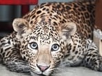 In a shocking incident, a leopard entered a house in Delhi's Roop Nagar area and injured five people on Monday morning, officials said. (Representational picture)
