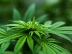 German parliament votes to approve limited Cannabis use amid controversy German parliament votes to approve limited Cannabis use amid controversy