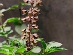 tulsi-6170313_1280