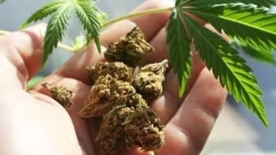 Germany on Monday became the biggest EU country to legalise recreational cannabis, despite fierce objections from opposition politicians and medical associations. (File photo) Germany on Monday became the biggest EU country to legalise recreational cannabis, despite fierce objections from opposition politicians and medical associations. (File photo)