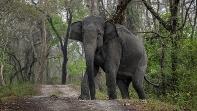 The animal was seen trying to uproot a coconut tree in the surrounding area, moving towards the man quickly after trumpeting multiple times, according to his wife. (AP File Photo) The animal was seen trying to uproot a coconut tree in the surrounding area, moving towards the man quickly after trumpeting multiple times, according to his wife. (AP File Photo)