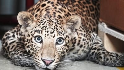 In a shocking incident, a leopard entered a house in Delhi's Roop Nagar area and injured five people on Monday morning, officials said. (Representational picture) (File photo) In a shocking incident, a leopard entered a house in Delhi's Roop Nagar area and injured five people on Monday morning, officials said. (Representational picture) (File photo)