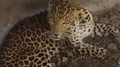 Police said it took almost two hours to lock the leopard inside a room. (Representative Image) Police said it took almost two hours to lock the leopard inside a room. (Representative Image)