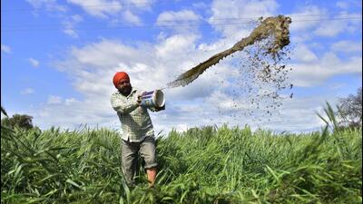 The Food Corporation had about 9.4 million tonne of the grain at the start of March compared to nearly 11.5 million tonne in the same month last year (HT) The Food Corporation had about 9.4 million tonne of the grain at the start of March compared to nearly 11.5 million tonne in the same month last year (HT)