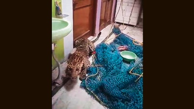 The leopard was trapped in a house in Jagatpur village, and was rescued after nearly five hours, said officials. (HT Photo) The leopard was trapped in a house in Jagatpur village, and was rescued after nearly five hours, said officials. (HT Photo)