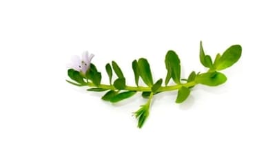 Brahmi: Renowned for calming the mind, reducing anxiety, and promoting mental clarity, Brahmi is useful for inducing sleep. Enjoy Brahmi tea by steeping Brahmi leaves in hot water. (Unsplash)