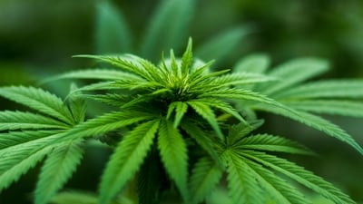 German parliament votes to approve limited Cannabis use amid controversy (Pixabay) German parliament votes to approve limited Cannabis use amid controversy (Pixabay)