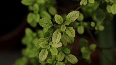 Tulsi: With adaptogenic properties, Tulsi or Holy Basil helps reduce stress and promotes relaxation, leading to better sleep. Chew on few fresh Tulsi leaves every day. (Pixabay)