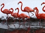 American Flamingos 