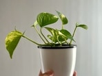 Money_plant