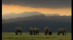 A herd of wild Indian elephants at Corbett National Park (Shutterstock)