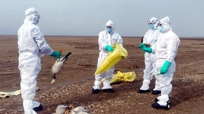 Officials of the wildlife wing of Himachal Pradesh’s forest department collecting samples of the dead migratory birds at the Pong Dam wetland in January when the avian flu outbreak claimed the lives of more than 5,000 birds. (HT file photo) Officials of the wildlife wing of Himachal Pradesh’s forest department collecting samples of the dead migratory birds at the Pong Dam wetland in January when the avian flu outbreak claimed the lives of more than 5,000 birds. (HT file photo)
