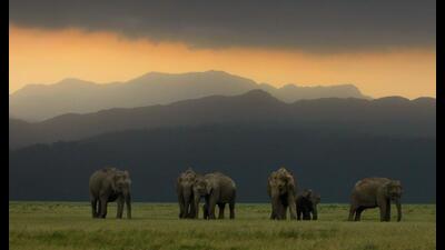 A herd of wild Indian elephants at Corbett National Park (Shutterstock) A herd of wild Indian elephants at Corbett National Park (Shutterstock)
