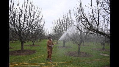 Apple farmer Gulzar Ahmad Bhat is spraying trees in his orchard in southern village of Reshipora in Shopian. (Waseem Andrabi /HT) Apple farmer Gulzar Ahmad Bhat is spraying trees in his orchard in southern village of Reshipora in Shopian. (Waseem Andrabi /HT)