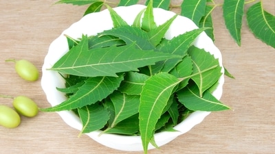 Warm bath with neem leaves: Boil neem leaves in water and add the strained liquid to your bathwater. Neem's antipyretic properties help reduce fever while its antimicrobial properties promotes healing. (Shutterstock)