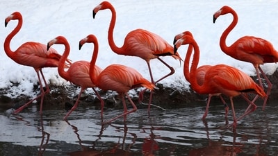 American Flamingos (REUTERS)