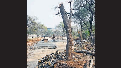 The garden department of the Pune Municipal Corporation (PMC) has warned against summary felling of trees. (HT PHOTO) The garden department of the Pune Municipal Corporation (PMC) has warned against summary felling of trees. (HT PHOTO)