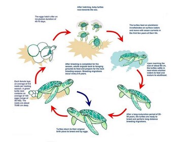 Full Lifecycle of Turtles ( Credit Wildlife Institute of India) Full Lifecycle of Turtles ( Credit Wildlife Institute of India)