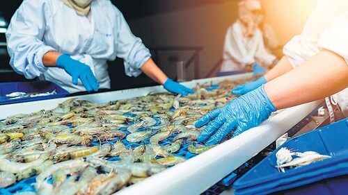 India is currently the second-largest aquaculture shrimp producer at 900,000 tonne in 2022, after Ecuador. (Shutterstock) (HT_PRINT) India is currently the second-largest aquaculture shrimp producer at 900,000 tonne in 2022, after Ecuador. (Shutterstock) (HT_PRINT)