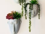 succulent_plants
