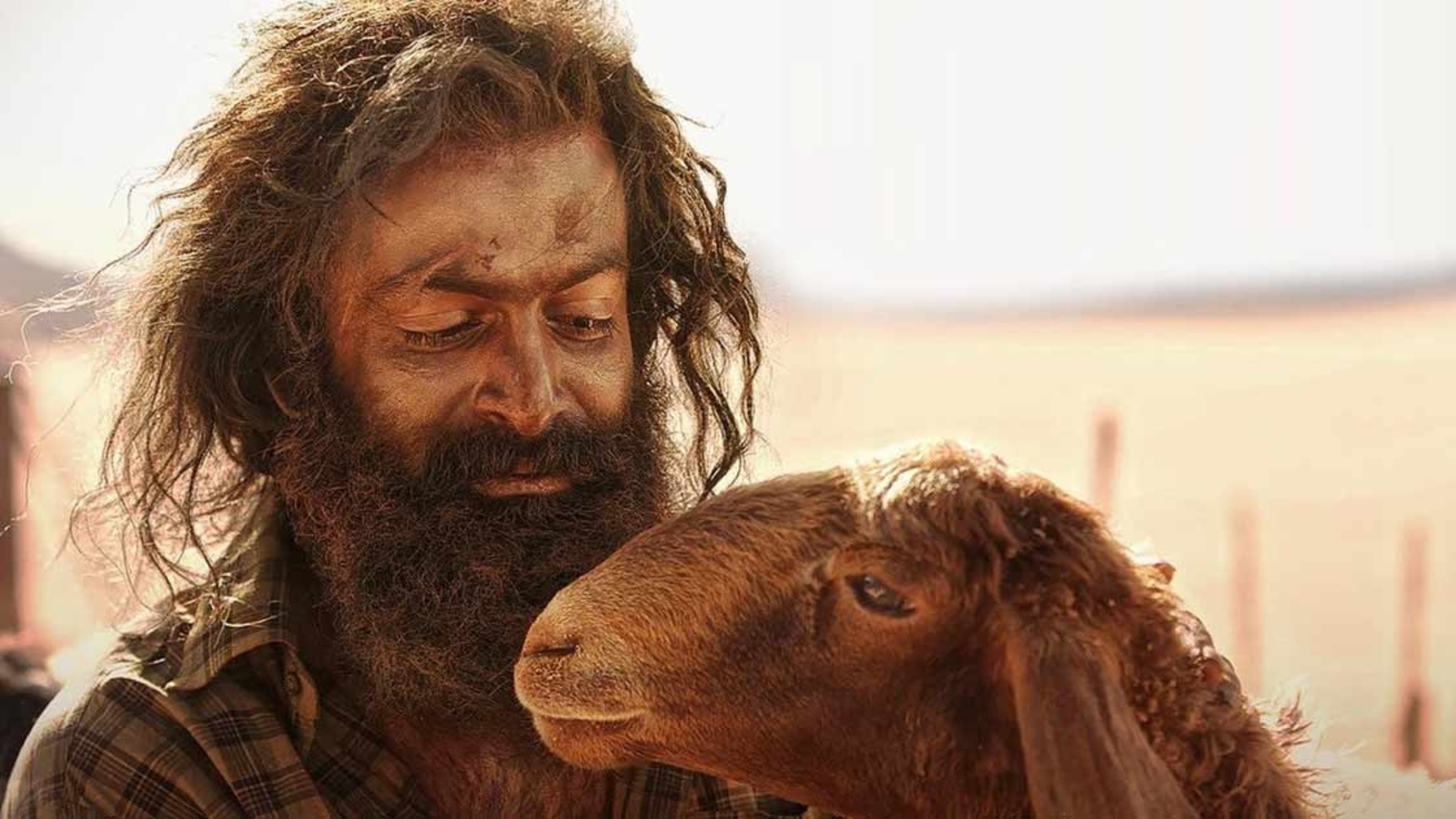 Aadujeevitham The Goat Life Box Office Collection Day 6 Prithviraj 