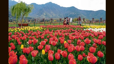 This year, Indira Gandhi Memorial Tulip Garden in Srinagar has 1.7 million flowers of 73 varieties on display (PTI) This year, Indira Gandhi Memorial Tulip Garden in Srinagar has 1.7 million flowers of 73 varieties on display (PTI)