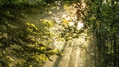 Sunlight can heal us. A walk in nature can give us a lot of clarity and make us feel better. With spring knocking on the doorsteps, it's time to run into nature and soak in the spring sunshine. "Spring is in the air, which gives many of us the opportunity to take advantage of some sunshine. There are so many benefits to getting some rays. Sleep, health and mood just to name a few. If you don’t have access to a lot of sun, you can buy special lamps and lightbulbs to brighten up your space. Just always remember to apply sunscreen," wrote Therapist Andrea Evgeniou. Here's how light therapy can benefit us. (Unsplash) Sunlight can heal us. A walk in nature can give us a lot of clarity and make us feel better. With spring knocking on the doorsteps, it's time to run into nature and soak in the spring sunshine. "Spring is in the air, which gives many of us the opportunity to take advantage of some sunshine. There are so many benefits to getting some rays. Sleep, health and mood just to name a few. If you don’t have access to a lot of sun, you can buy special lamps and lightbulbs to brighten up your space. Just always remember to apply sunscreen," wrote Therapist Andrea Evgeniou. Here's how light therapy can benefit us. (Unsplash)