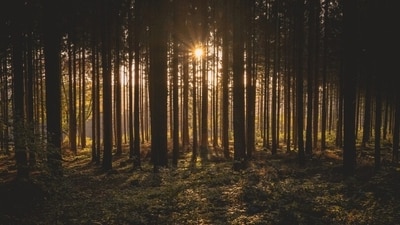 Full spectrum light – light from the sun or special bulbs which are healthy – can help in boosting mood, physical health and overall mental health. (Unsplash) Full spectrum light – light from the sun or special bulbs which are healthy – can help in boosting mood, physical health and overall mental health. (Unsplash)