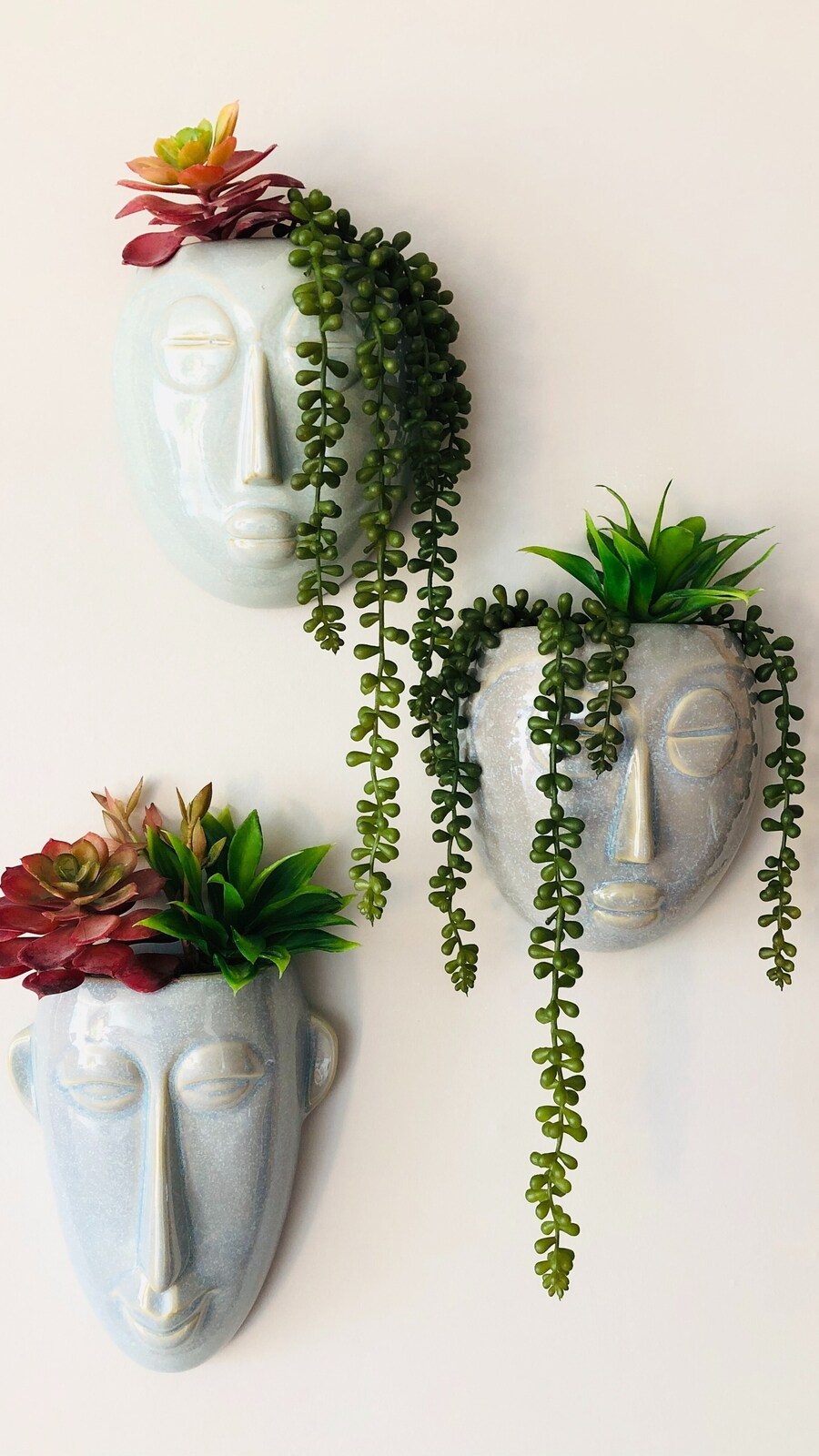 succulent_plants