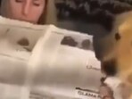 The image shows a very cute dog shredding a newspaper into pieces to get its human's attention. 