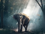 An American woman died after an elephant attacked a safari vehicle in Africa (Pixabay - representational image) An American woman died after an elephant attacked a safari vehicle in Africa (Pixabay - representational image)