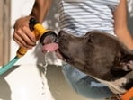 The visible signs of heat stress in animals include panting, increased salivation, increased respiration rate, loss of appetite, increased water intake, lethargy, and dry nose due to dehydration. The visible signs of heat stress in animals include panting, increased salivation, increased respiration rate, loss of appetite, increased water intake, lethargy, and dry nose due to dehydration.