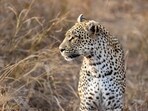 The leopard was hit multiple times with sticks. The leopard was hit multiple times with sticks.
