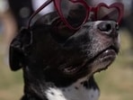 Total Solar Eclipse: The pet owners have been urged to keep their animals inside to avoid them becoming distressed due to large crowds of humans. Total Solar Eclipse: The pet owners have been urged to keep their animals inside to avoid them becoming distressed due to large crowds of humans.