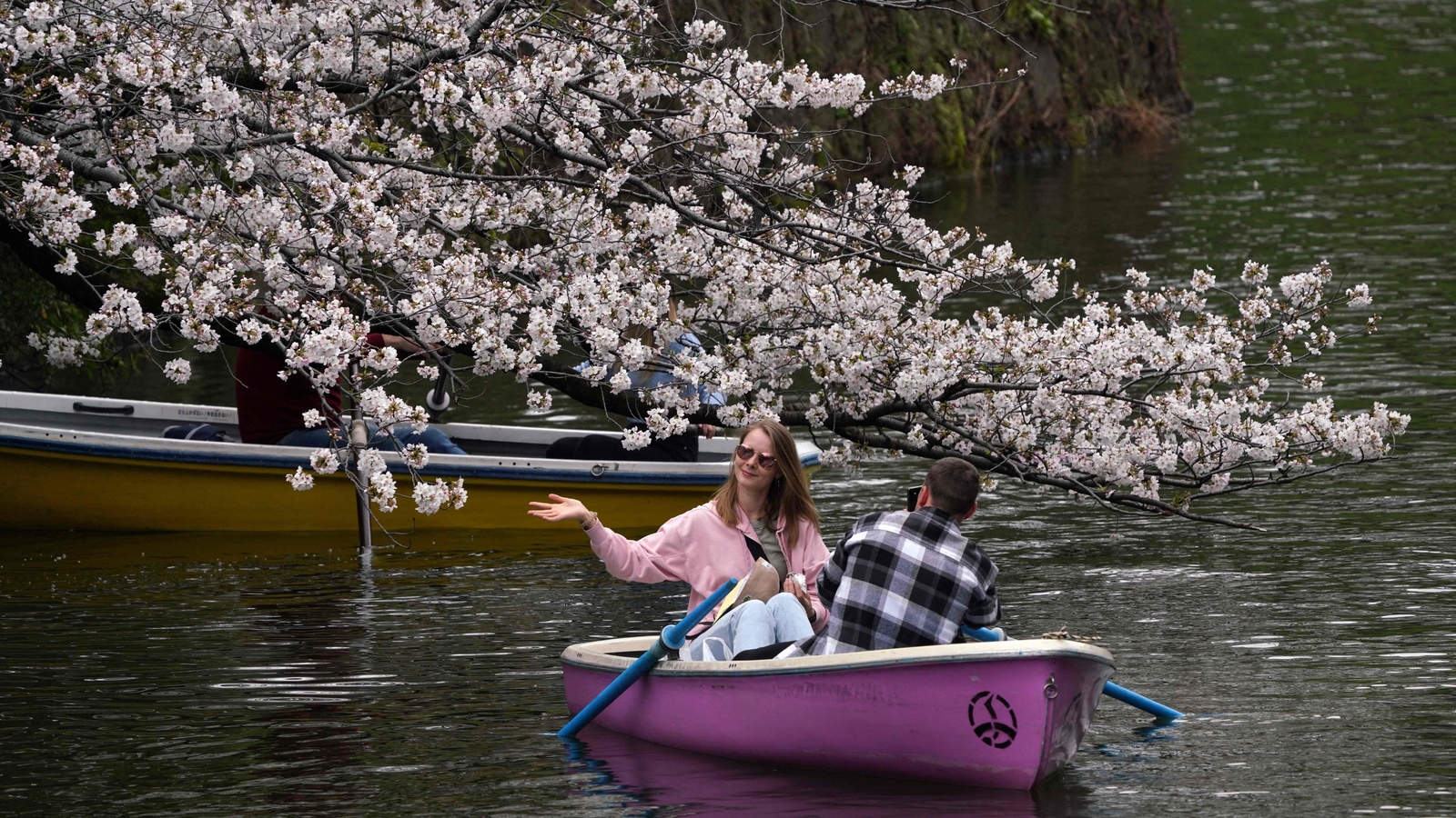 Tokyo sakura splendor: Tourists flock to Japan capital's top spots to revel in late-blooming cherry blossoms - Vimarsana News