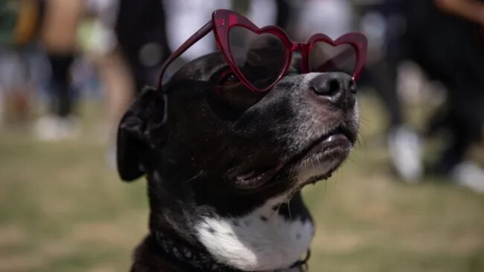 Total Solar Eclipse: US issues warning to pet owners; Here's why do animals freak out during cosmic event - Vimarsana News