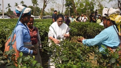 The West Bengal CM joined tea estate workers in the plucking of tea leaves. (AITC X) The West Bengal CM joined tea estate workers in the plucking of tea leaves. (AITC X)