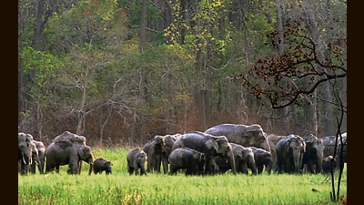 Activists have pointed to the spurt in smuggling of endangered, exotic animals from Southeast Asia and other parts of the world in the past one year which have allegedly been transferred to other parts of the country to private collectors. (PTI)
