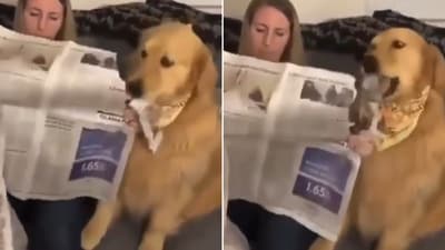 The image shows a very cute dog shredding a newspaper into pieces to get its human's attention. (Reddit/@its_Sh_k_m) The image shows a very cute dog shredding a newspaper into pieces to get its human's attention. (Reddit/@its_Sh_k_m)