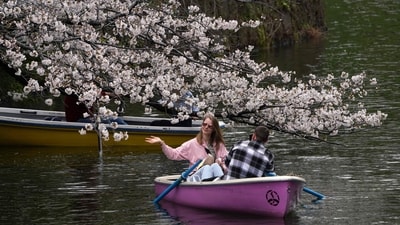People use boats on Chidorigafuchi, one of the moats around the Imperial Palace, with cherry blossoms in Tokyo on April 4, 2024. Tokyo sakura splendor: Tourists flock to Japan capital's top spots to revel in late-blooming cherry blossoms (Photo by Kazuhiro NOGI / AFP) People use boats on Chidorigafuchi, one of the moats around the Imperial Palace, with cherry blossoms in Tokyo on April 4, 2024. Tokyo sakura splendor: Tourists flock to Japan capital's top spots to revel in late-blooming cherry blossoms (Photo by Kazuhiro NOGI / AFP)