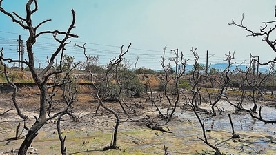 Mumbai, India. April 02,2024 : Mangrove trees are being destroyed between Mankhurd and Vashi creek due to lack of water and high pressure gas pipeline. April 02,2024. (Photo by Raju Shinde/HT Photo) Mumbai, India. April 02,2024 : Mangrove trees are being destroyed between Mankhurd and Vashi creek due to lack of water and high pressure gas pipeline. April 02,2024. (Photo by Raju Shinde/HT Photo)
