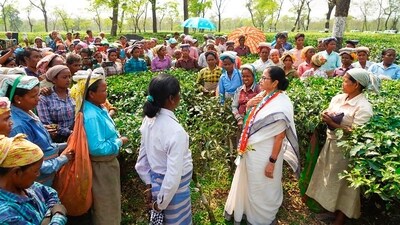 "Smt. @MamataOfficial strengthens ties, joining tea estate workers in the timeless ritual of tea leaf plucking," it stated in a subsequent post. (PTI) "Smt. @MamataOfficial strengthens ties, joining tea estate workers in the timeless ritual of tea leaf plucking," it stated in a subsequent post. (PTI)