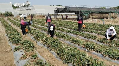 This is the first time when strawberries have been grown in Pune, that too in such hot weather conditions. It is part of the Agriculture College Pune’s endeavour to inculcate a professional approach in Agriculture graduates. (HT PHOTO) This is the first time when strawberries have been grown in Pune, that too in such hot weather conditions. It is part of the Agriculture College Pune’s endeavour to inculcate a professional approach in Agriculture graduates. (HT PHOTO)