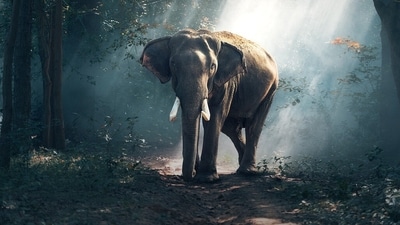 An American woman died after an elephant attacked a safari vehicle in Africa (Pixabay - representational image)